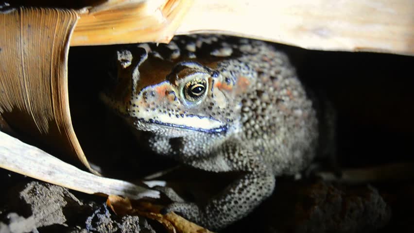 
close up of the Asian common toad, with the scientific name duttaphrynus melanostictus