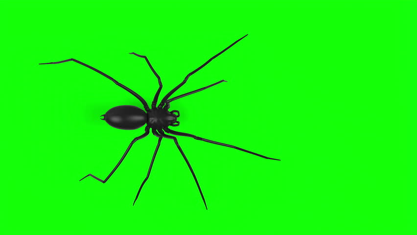 Top down view of scary longlegs spider walk animation loop on green screen VFX element - 60 fps, 4K Pro Res with mask pass