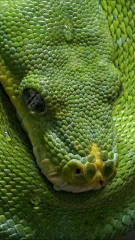 Morelia viridis - commonly known as the green tree python