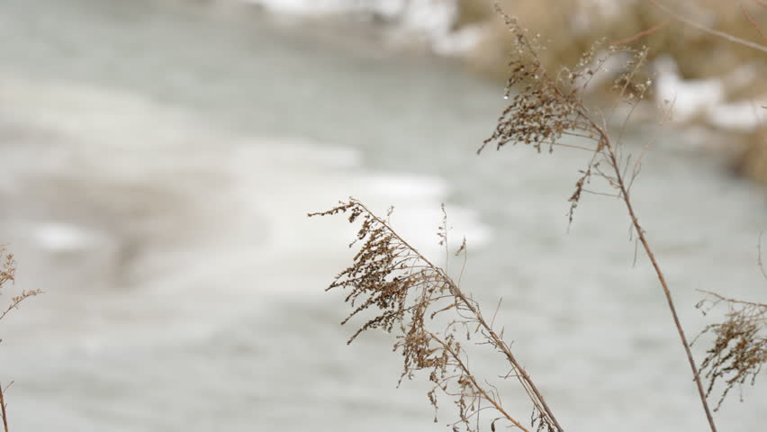 The effects of climate change on a once-frozen stream, now showing signs of melting. The icy surface along the water
