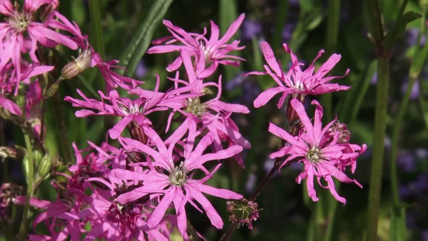 Ragged Robin (Lychnis flos-cuculi) extreme close up, Ragged Robin is native to Europe, where it is found in wet meadows and pastures.