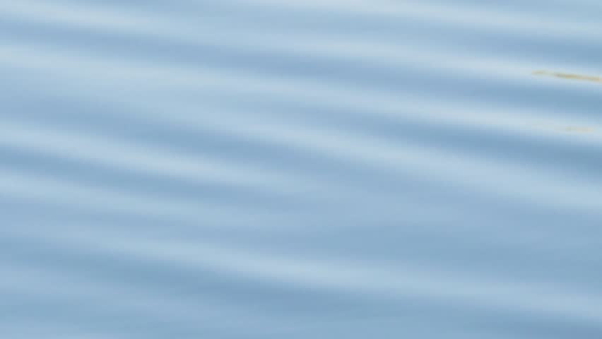 Close Up of Young Duckling and Duck Swimming in Lake Pond Marsh