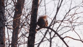 A small squirrel gnaws on buds in a tree. Backlit by the warm morning sun. - Powered by Shutterstock - Get 15% off with code: PIKWIZARD15