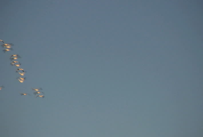 Snow geese flying in a V-formation.