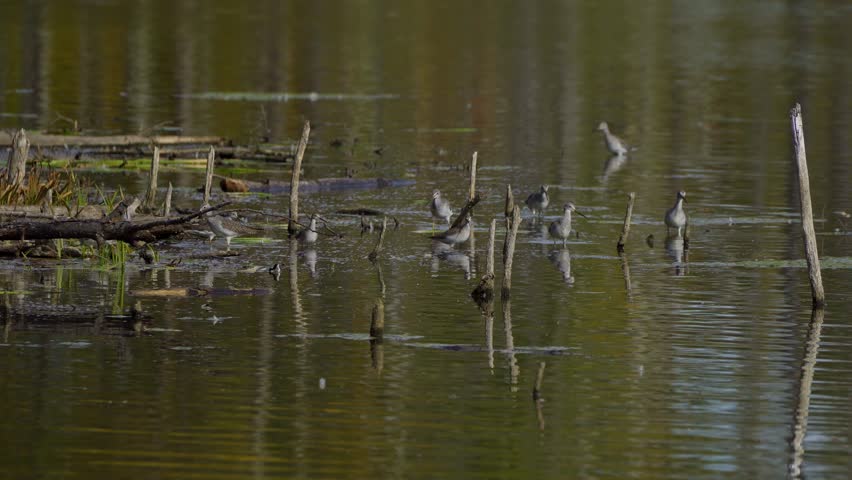 Lesser Yellowlegs Feeding by the Shore in Elk Island National Park, Edmonton