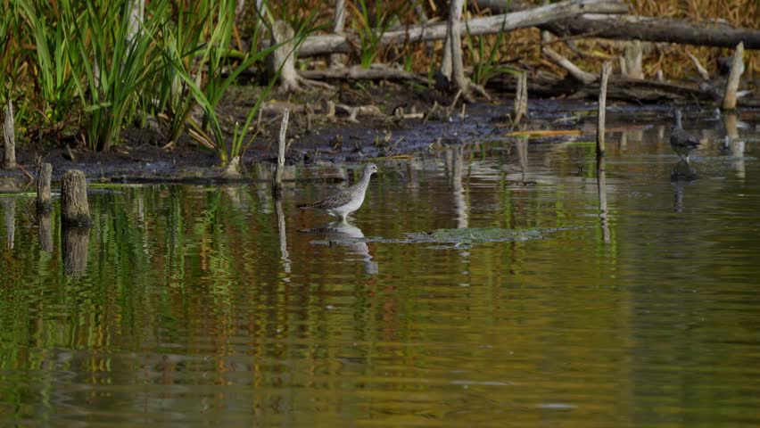 Lesser Yellowlegs Feeding by the Shore in Elk Island National Park, Edmonton