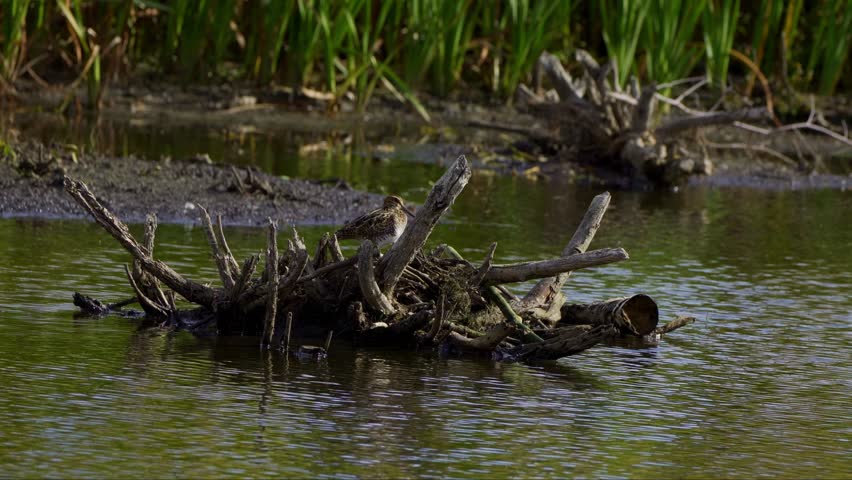 Lesser Yellowlegs Feeding by the Shore in Elk Island National Park, Edmonton