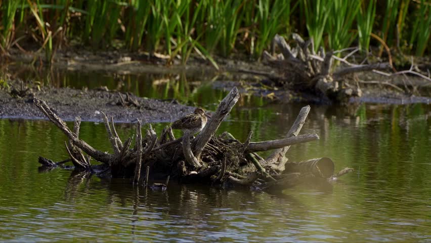 Lesser Yellowlegs Feeding by the Shore in Elk Island National Park, Edmonton