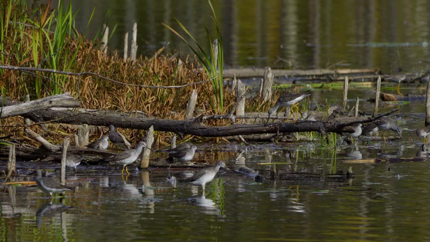 Lesser Yellowlegs Feeding by the Shore in Elk Island National Park, Edmonton