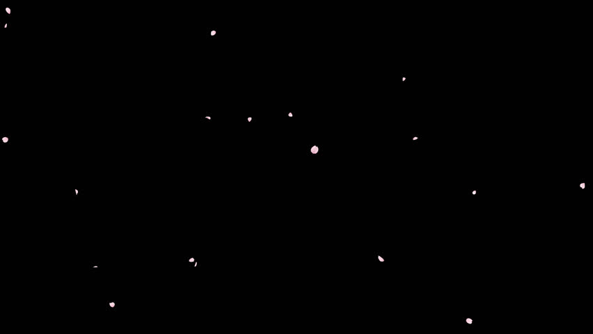 Cherry Blossom Petals Falling Loop on Alpha Channel. 3D rendering. Cherry blossom petal falling with alpha channel you can place on footage or background and easier to change colour on seamless loop.