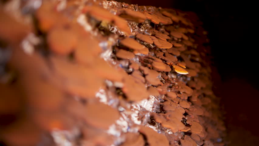 Reishi mushroom cultivation factory. Reishi mushrooms are producing spores.