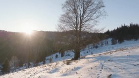 A tree stands on a snowy hillside during sunrise with clear skies and forested mountains nearby - Powered by Shutterstock - Get 15% off with code: PIKWIZARD15
