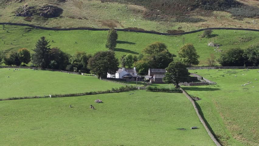 An upland farm with dry stone walls and grazing sheep. Lake District National Park. Cumbria. England. Autumn. UK