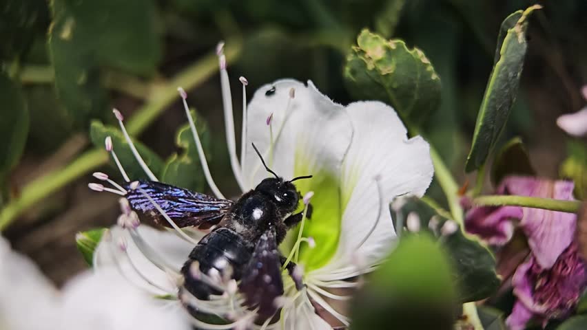Black bee takes of from flower