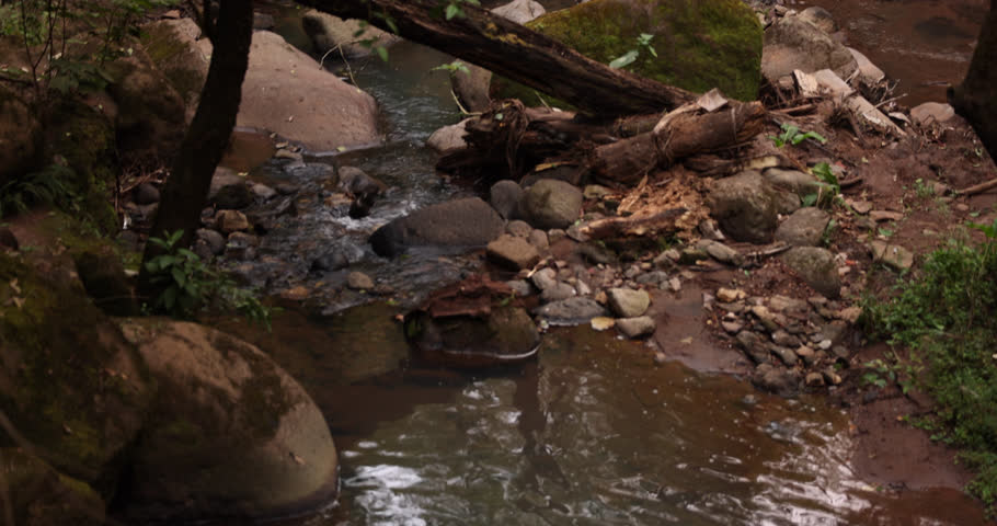 A river runs through a dense jungle forest in Mazamitla, Jalisco, Mexico.