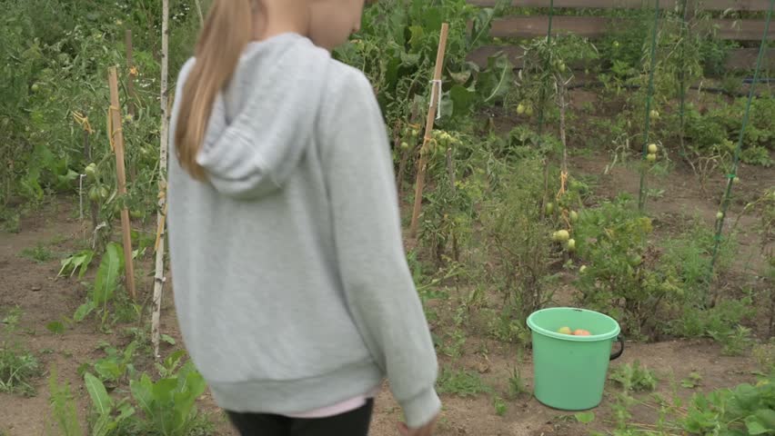A little girl in the garden eats greens from the garden bed