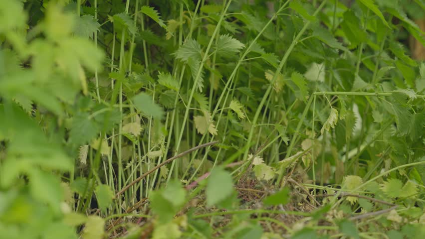 A gloved hand plucks weeds and nettles from the ground. The gardener