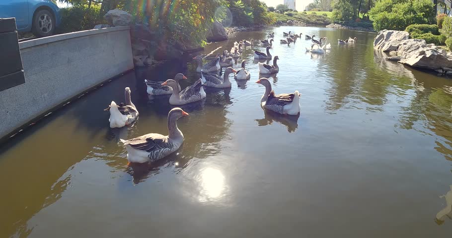 Greylag goose. Group of ducks geese swimming in the pond.