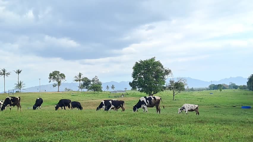 A cows on a green farm pasture. Cows on an Irish organic farm, grazing. 