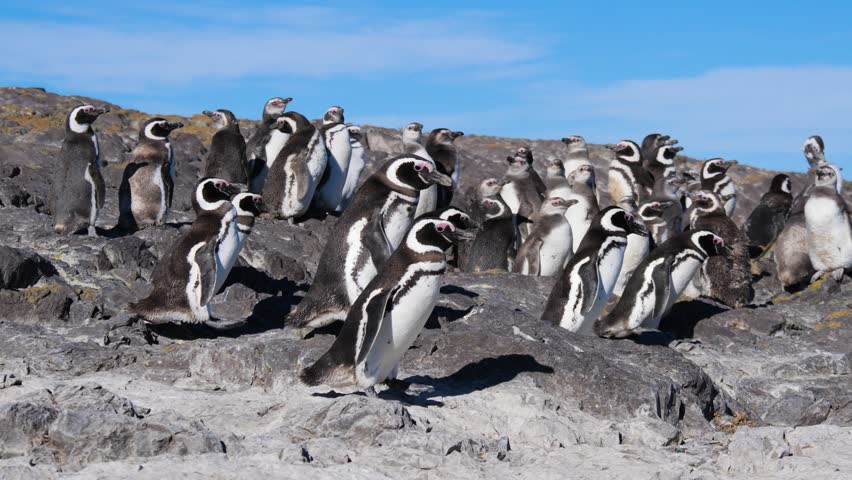Close-up view of a big group of Magellanic penguins Spheniscus magellanicus slowly moving over rocky terrain towards the sea.