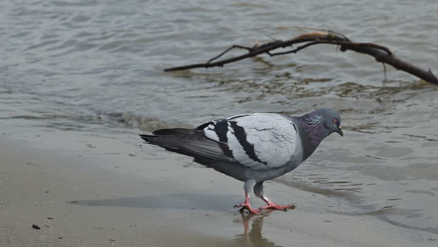 Pigeon drinking river water, 4K with selective focus