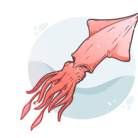 Cute Squid Vector Animation Graphic