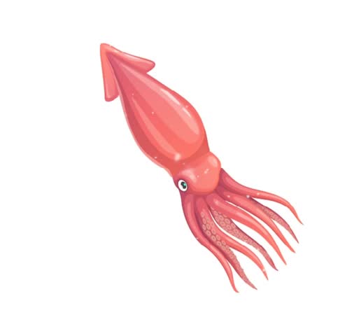 Cute Squid Vector Animation Graphic