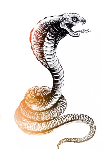White Cobra Vector Graphic Animation