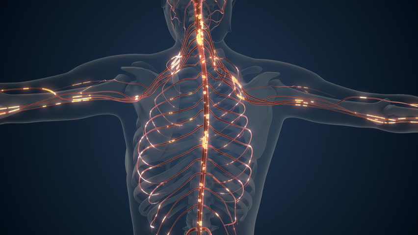 Brain and Body Connected by Nerve Signals