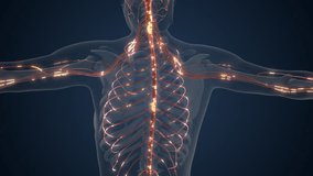 Brain and Body Connected by Nerve Signals - Powered by Shutterstock - Get 15% off with code: PIKWIZARD15