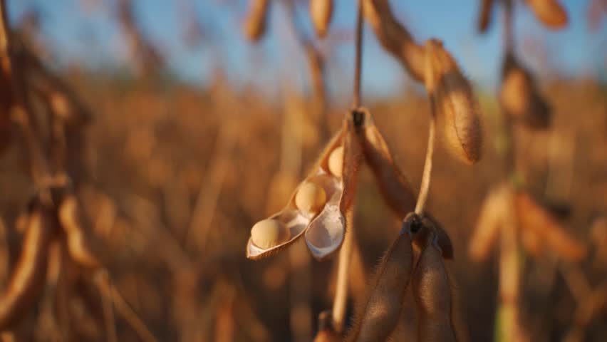 The video showcases mature soybean plants, their pods bursting with seeds, basking in the warm glow of the late afternoon sun in a vast field. This captures the essence of a fruitful harvest season.