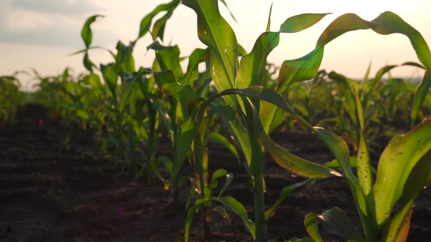 Rows of vibrant corn plants stretch across a sunlit farm field as the warm evening light illuminates their green leaves, showcasing healthy growth during summer.