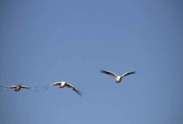 Close-up of snow geese flying