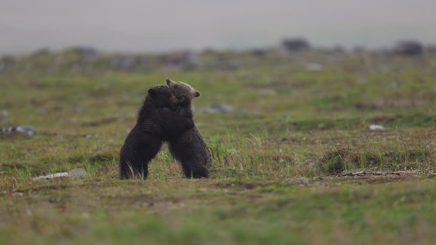Bears fighting in Katmai, Alaska 