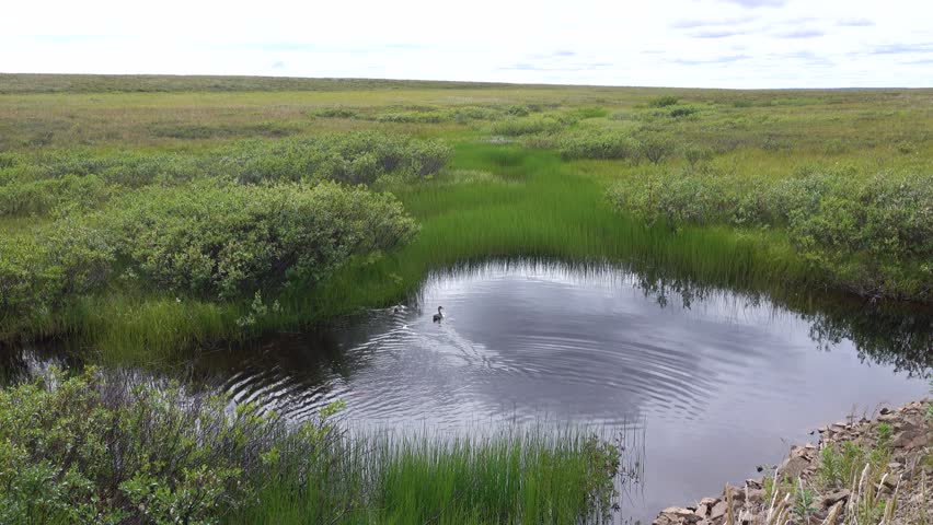 Wet tundra. The valley of a shallow muskeg stream with water patches is overgrown with polar willow. Rare duck america wigeon (Anas americana). Chukotka