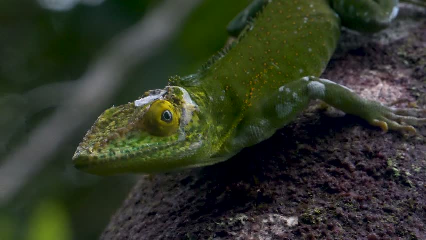 Chipojo, Cuban reptile, common in the forests of Cuba