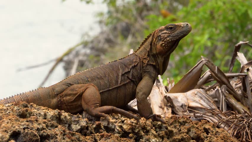 Cuban iguana (Cyclura nubila), endemic species