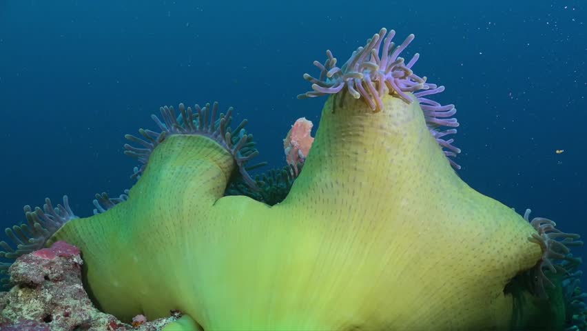 Clownfish Anemone Coral, Sea Vegetable, Fish, Swimming