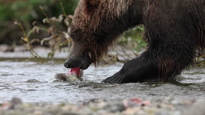 Brown Bear Fishing for Salmon in Katmai, Alaksa
