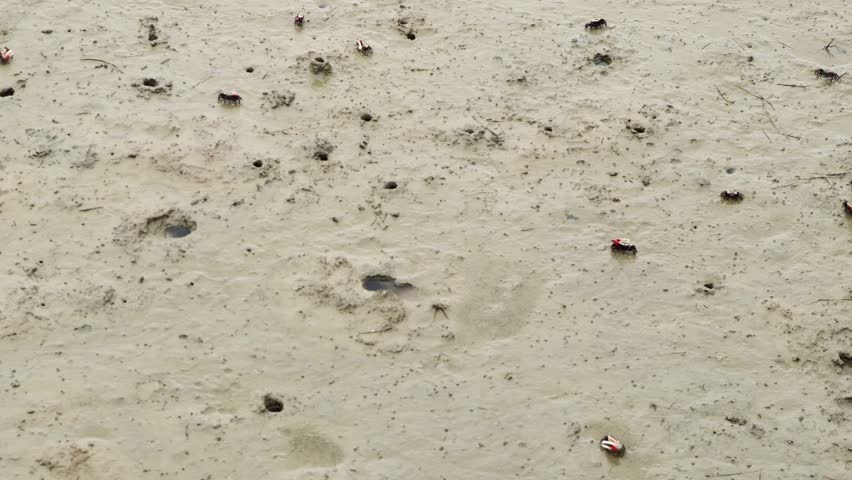 It is a small and cute fiddler crab that lives in the mud or sand of the coast.