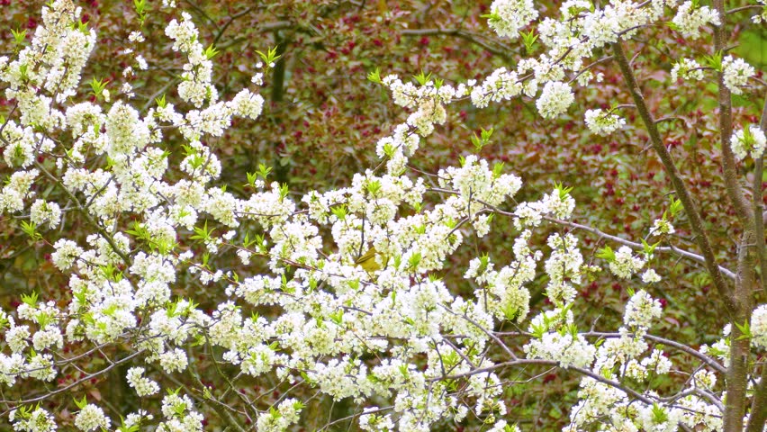 A yellow warbler nerviously hopping from branch to branch among blooming white spring flowers in a lush, green forest setting