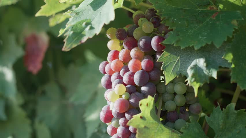 Close up shot of the wine grapes shining in the morning sunlight. Tuscany, Italy.