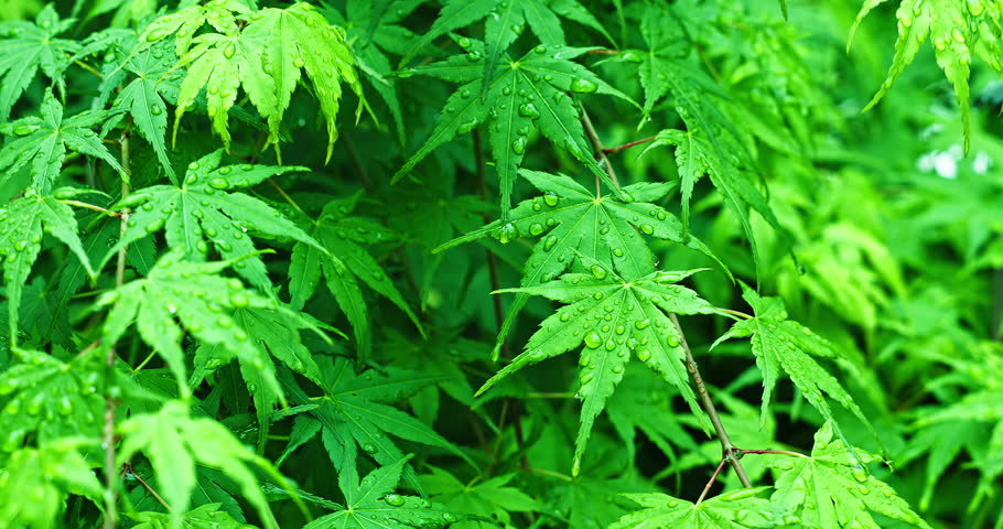 Green leaves natural background after rain. tree leaves in spring. 