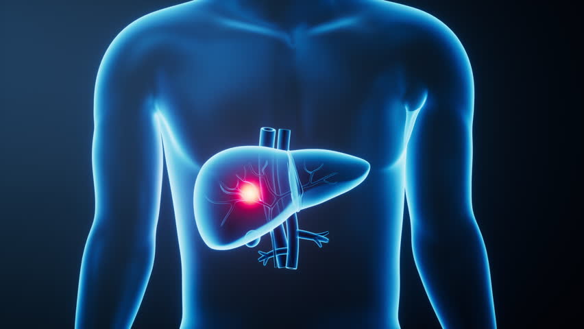Organ liver in the transparent human body, 3d rendering. Motion graphic.