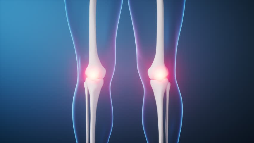 Leg bone in the transparent human body, 3d rendering. Motion graphic.