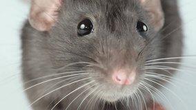 Gray rat isolated on white background. Pet head. Mouse with dumbo ears close up - Powered by Shutterstock - Get 15% off with code: PIKWIZARD15