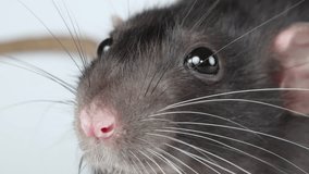 Gray rat isolated on white background. Pet head. Mouse with dumbo ears close up - Powered by Shutterstock - Get 15% off with code: PIKWIZARD15