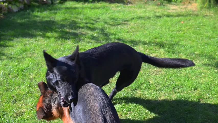 Two German Shepherds are playing on the lawn. Slow motion