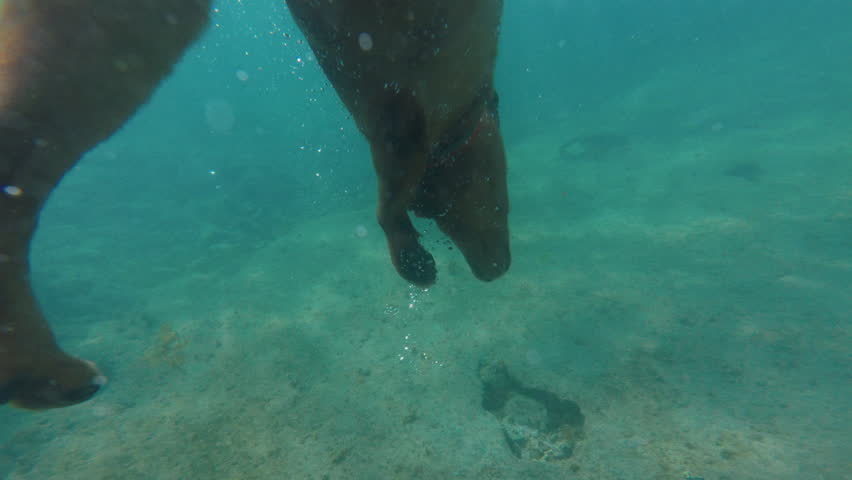Brown Labrador dog swimming underwater catching rocks in slow motion