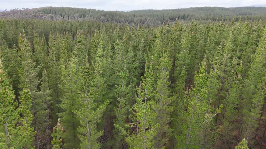 Tree top views of pine plantation in regional Victoria